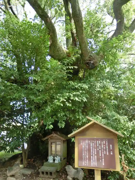 闘鶏神社の自然