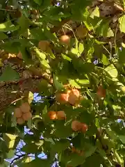 横浜　西方寺の自然