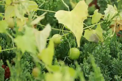 鹿島大神宮の自然