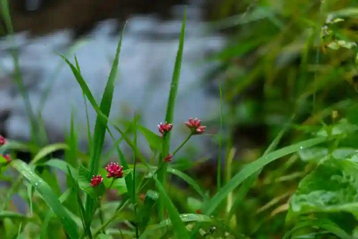 諏訪大社上社前宮(長野県)
