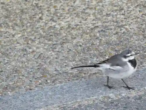 唐招提寺の動物