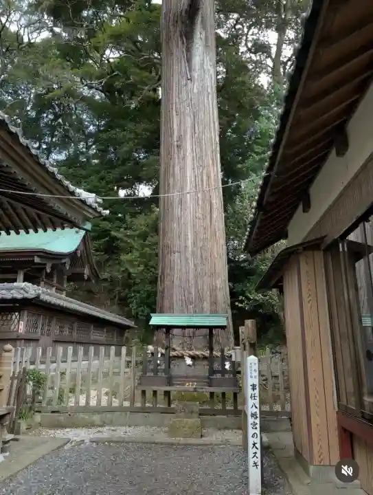 事任八幡宮(静岡県)