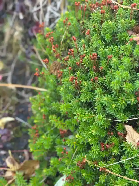 信州駒ヶ岳神社(長野県)