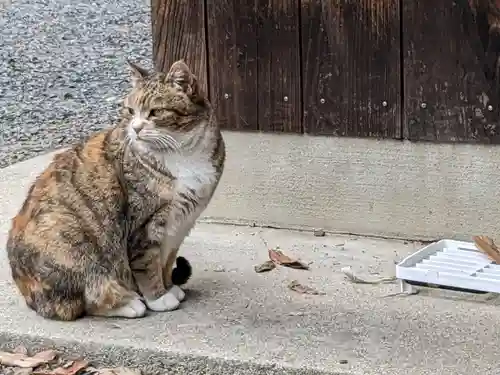 八幡社（柏井町）の動物