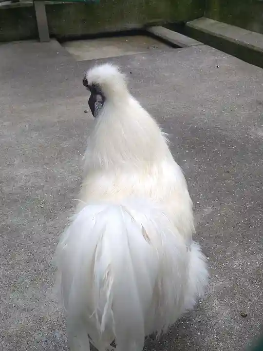 阿智神社の動物