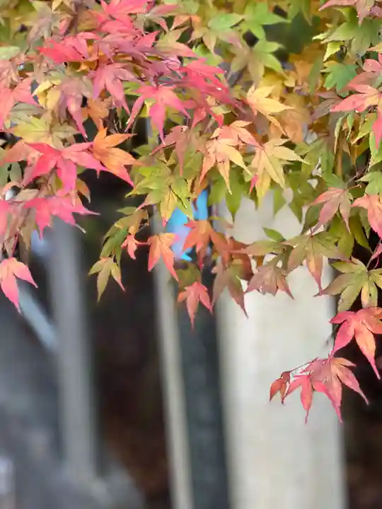 新倉富士浅間神社の自然