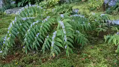 実光院(京都府)
