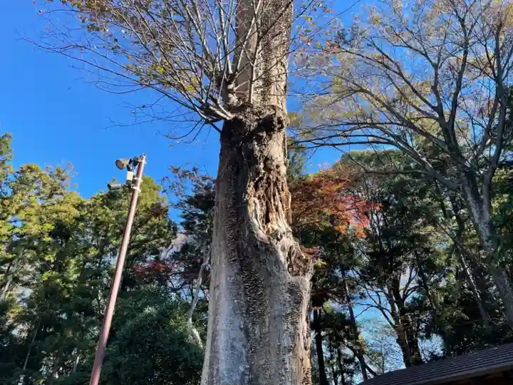 鹿嶋神社の自然