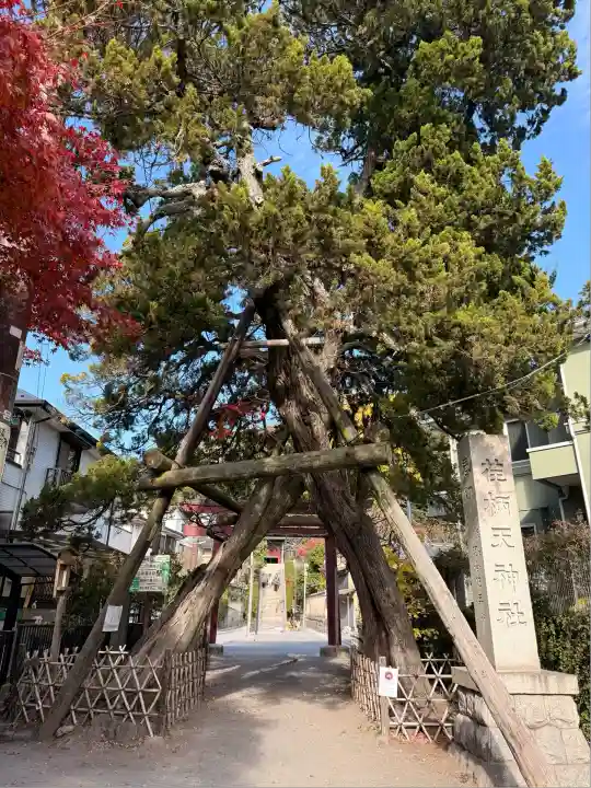 荏柄天神社(神奈川県)