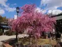 岡崎天満宮の自然