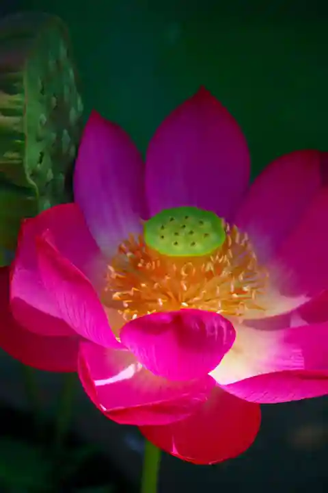 豊川閣 妙厳寺の自然