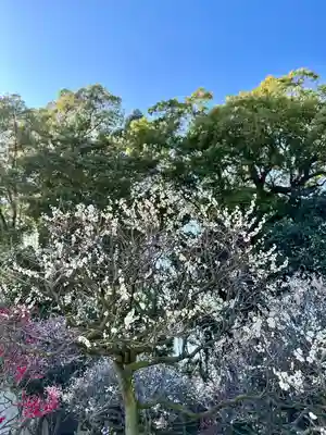 道明寺天満宮(大阪府)