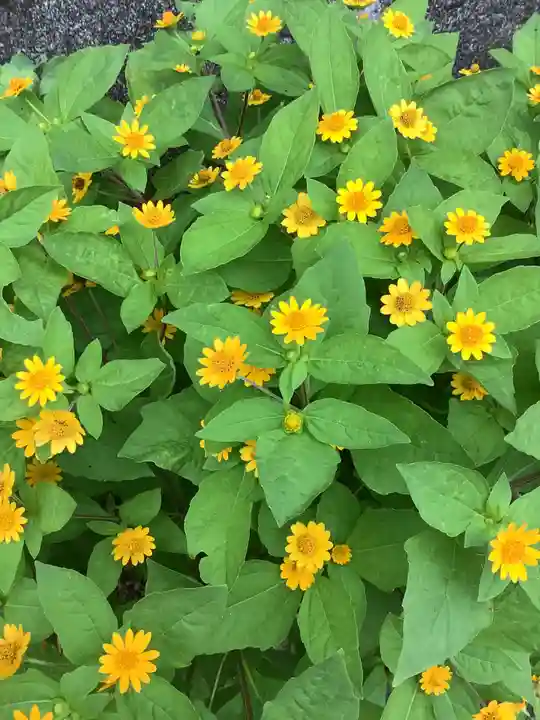 玉野御嶽神社の自然