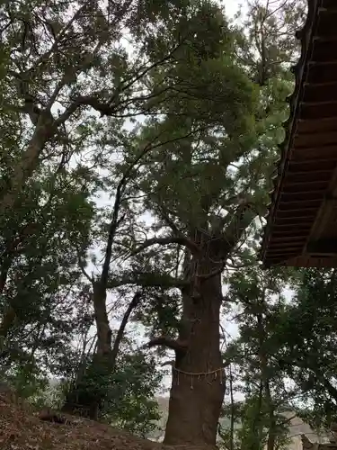 大宮神社の自然