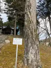 美国神社の自然