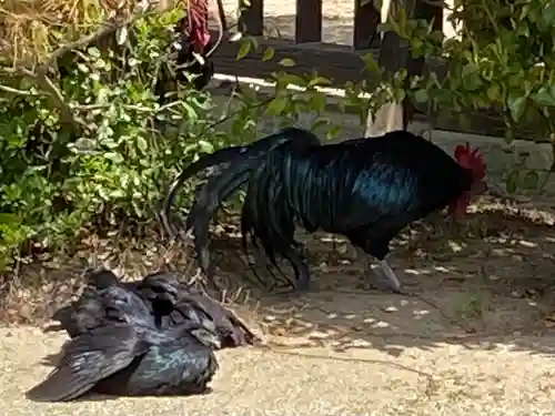 玉祖神社の動物