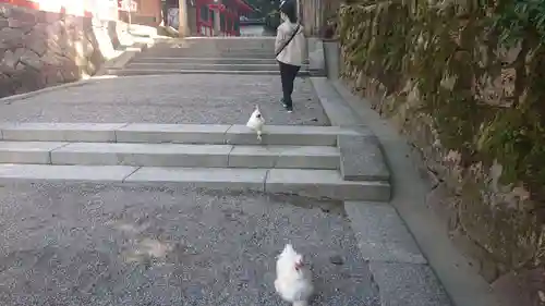 石上神宮の動物