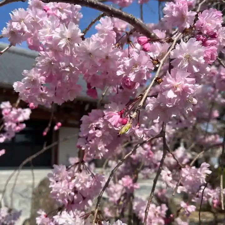 松本山 地福禅寺の自然