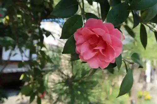 伝香寺(奈良県)