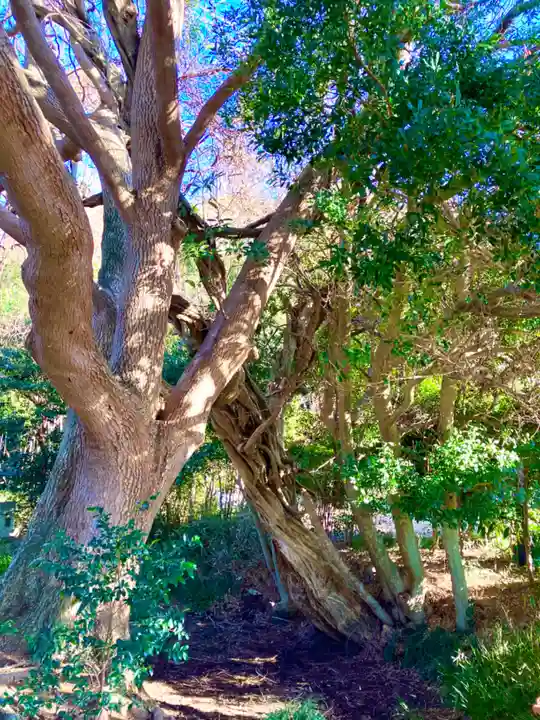 冨士浅間神社(茨城県)