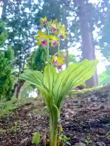 尻岸内八幡神社の自然(2023年05月19日(金) 18時40分42秒投稿)