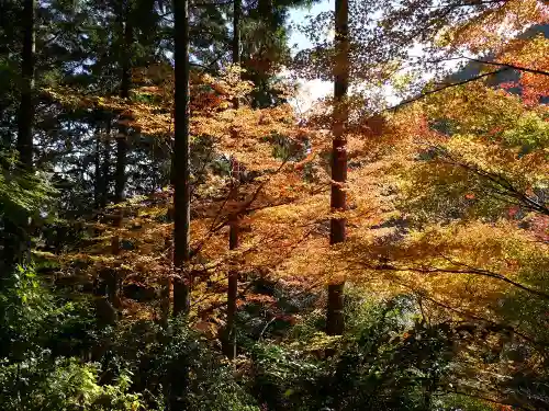 善峯寺の自然