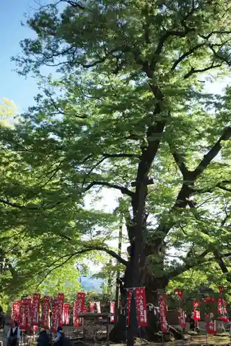 秩父今宮神社の自然