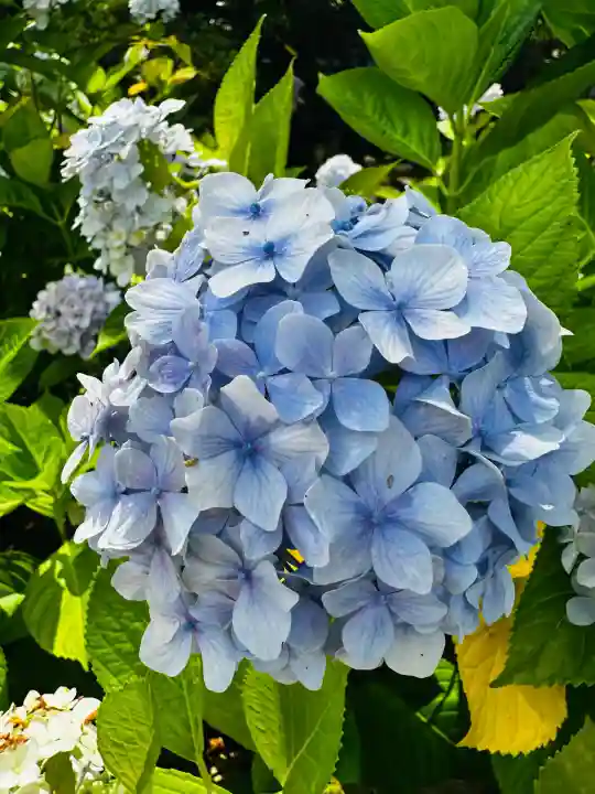 白山神社(新潟県)