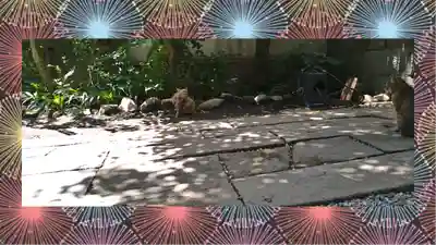 小野照崎神社(東京都)