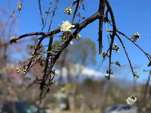 富士山本宮浅間大社の自然