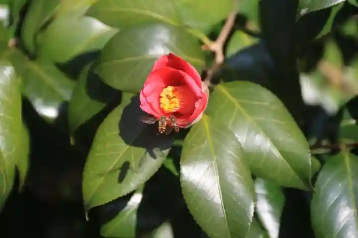 田村神社の自然