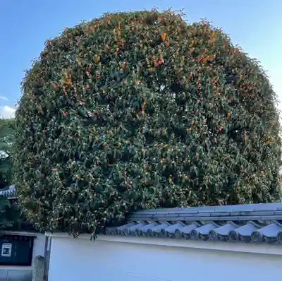 梅香寺(三重県)