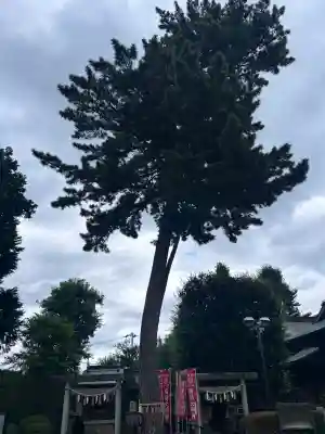 中野沼袋氷川神社(東京都)