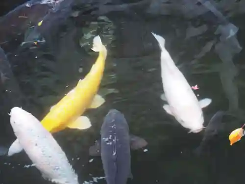 善知鳥神社の動物