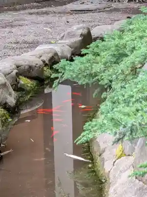 阿佐ヶ谷神明宮(東京都)