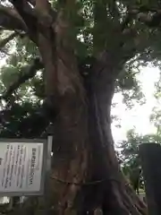 浅間神社の自然