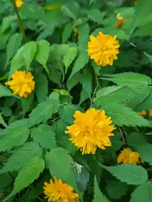 松尾大社(京都府)