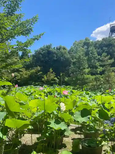 法金剛院(京都府)