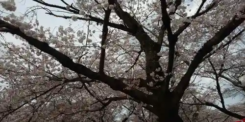 平野神社の自然