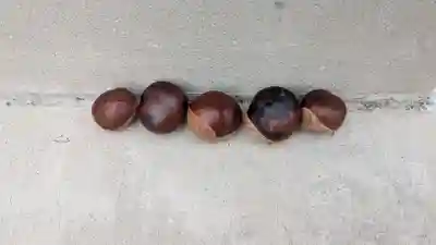 上更別神社の自然