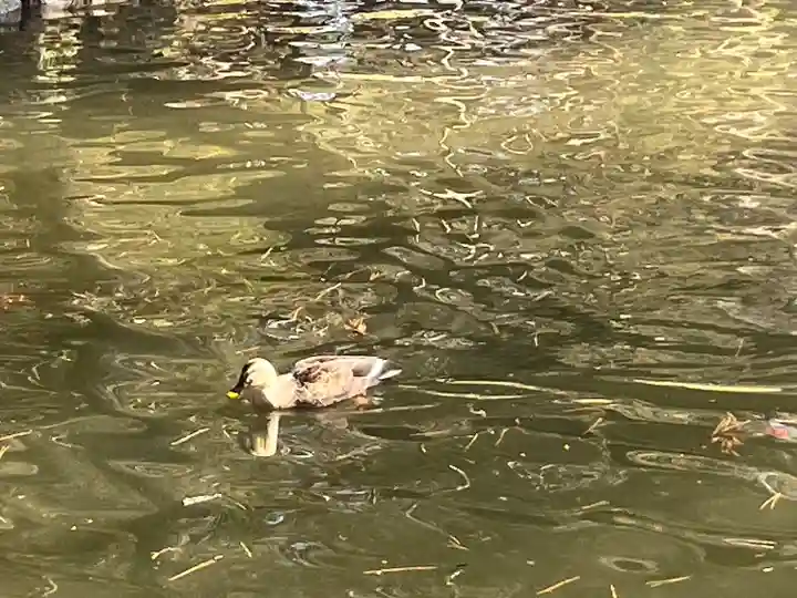間々田八幡宮(栃木県)