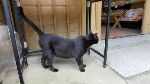 伏見豊川稲荷本宮の動物