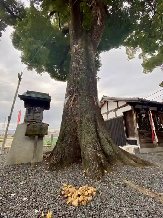 玉田神社の自然