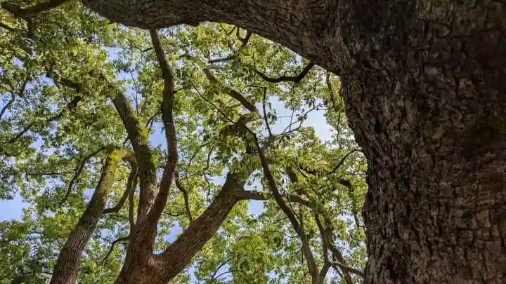 山王神社の自然