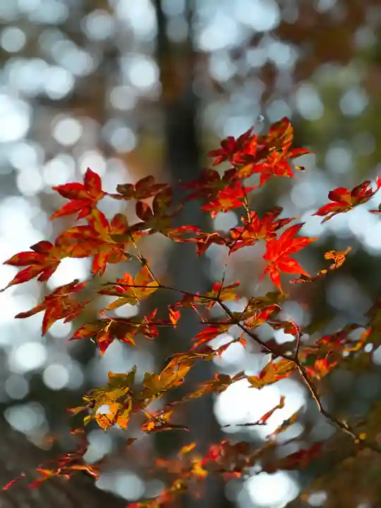 諏訪大社下社秋宮(長野県)