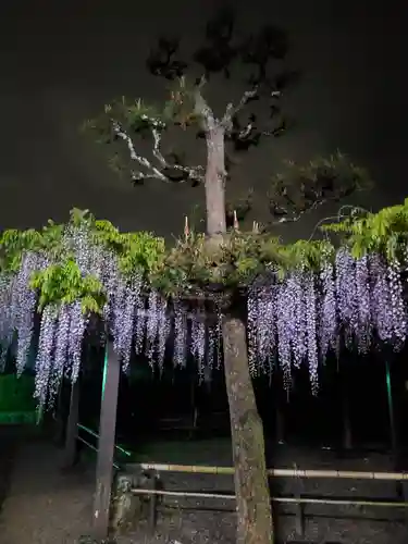 太巌寺（ふじの寺）の自然