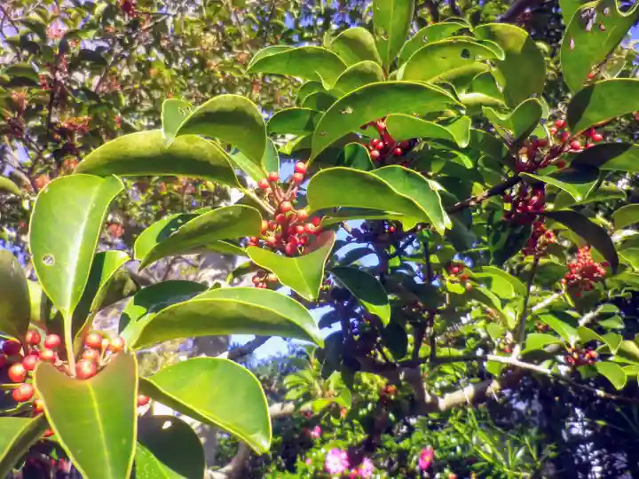 由比若宮(元鶴岡八幡宮)の自然