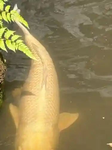 玉村八幡宮(群馬県)
