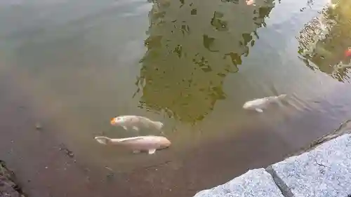 住吉神社の動物