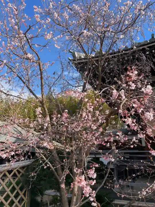 妙蓮寺の{uncategorized: "未分類", other: "その他", undefined: "問題あり", building: "その他建物", grave: "お墓", sacred_gate: "鳥居", guardian: "狛犬", statue: "像", buddha: "仏像", history: "歴史", nature: "自然", garden: "庭園", animal: "動物", pagoda: "塔", temizu: "手水舎", mountain_gate: "山門・神門", sanctuary: "本殿・本堂", subordinate: "末社・摂社", art: "芸術", scenery: "景色", jizo: "地蔵", ema: "絵馬", goshuin: "御朱印", omikuji: "おみくじ", items: "授与品その他", amulet: "お守り", goshuincho: "御朱印帳", eats: "食事", festival: "お祭り", votive_dance: "神楽", shichigosan: "七五三参", wedding: "結婚式", experience: "体験その他", initially: "初詣", around: "周辺", anti_infection: "感染症対策"}